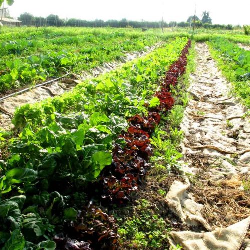 Concime biologico per orto