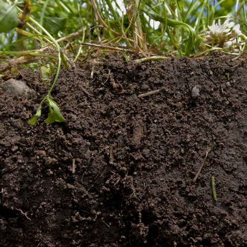 Rigenerazione del terreno