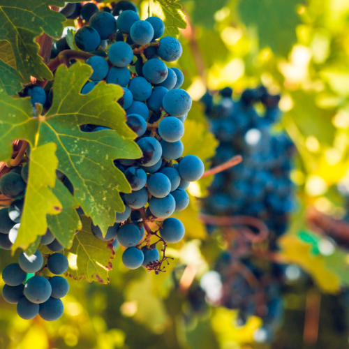 concimazione organica vigneto